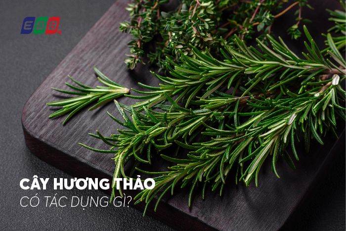 Cây hương thảo có tác dụng gì