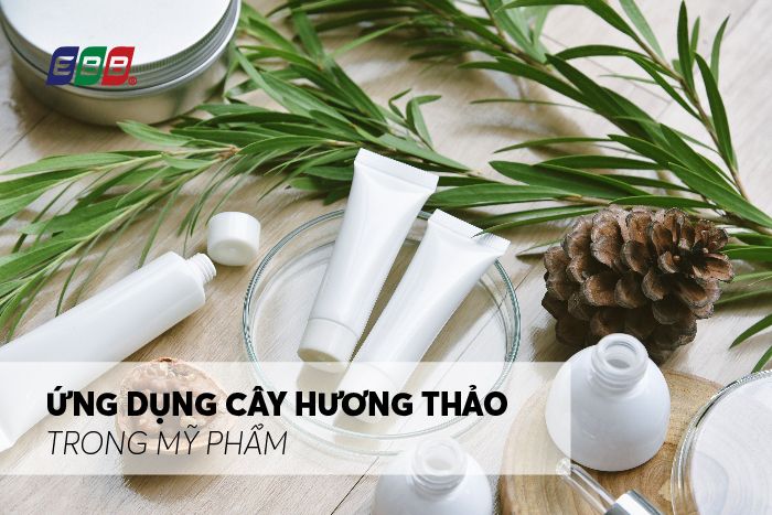 Tác dụng của cây hương thảo