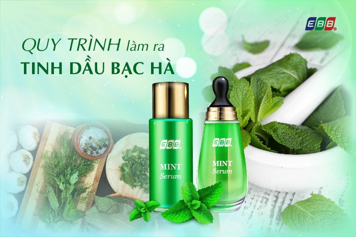 Quy trình làm tinh dầu bạc hà